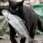 さしし